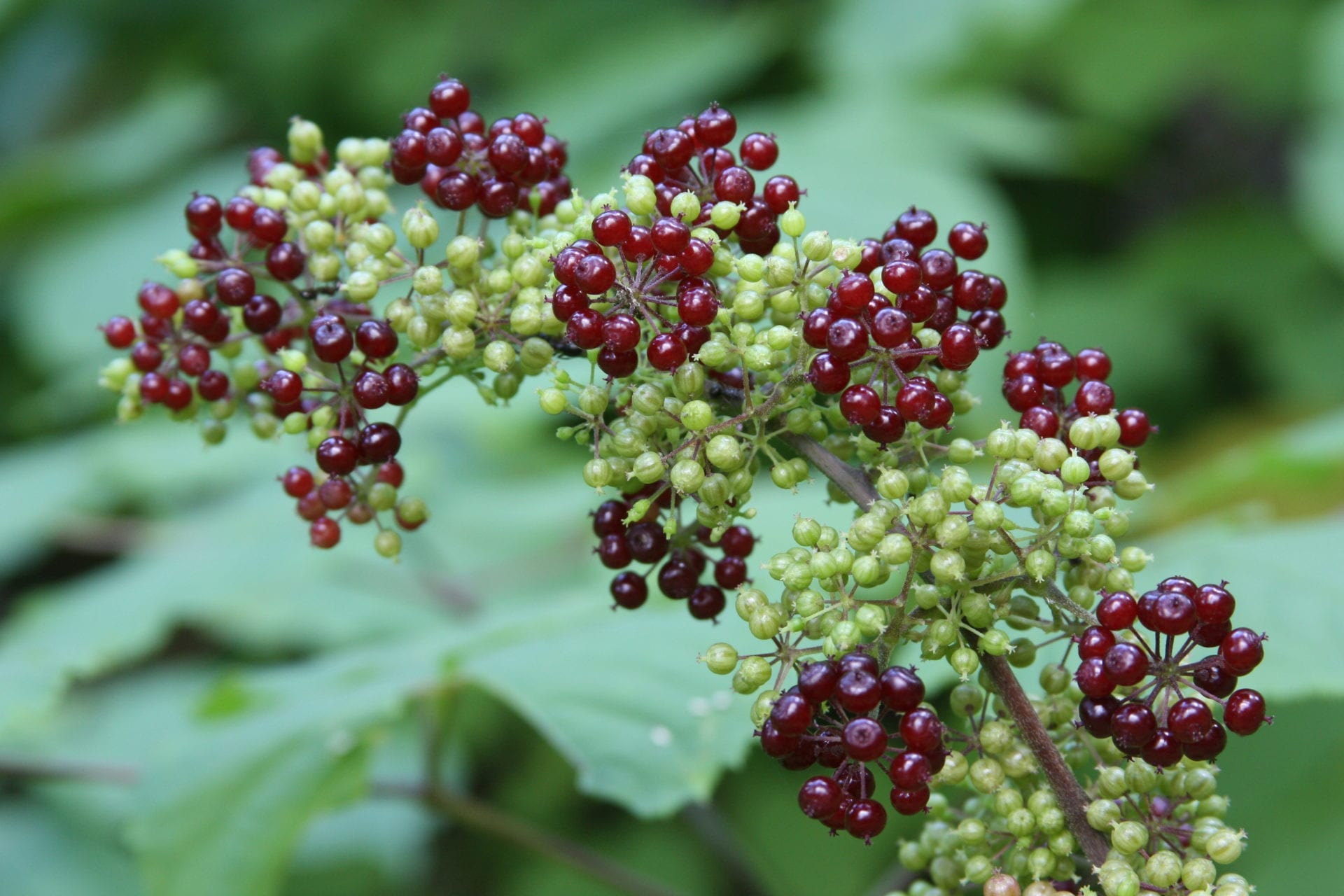 aralia spikenard native racemose racemosa permaculture go plants reminiscent berry flavor tasty produces purple season summer american red
