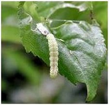 Winter Moth Caterpilla