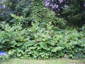 The Edge Effect can backfire where invasives are present.  Pictured here are Burdock, Fox Grape, Norway Maple, Sumac, and Japanese Barberry all thriving at the edge.