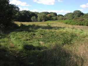 Restored and managed grasslands at Rock Meadow in Belmont, MA