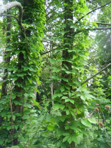 Native species can also be invasive. Landscapers often choose Virginia Creeper as a shade groundcover.  But under the wrong conditions, the vine can engulf and out-compete mature trees.