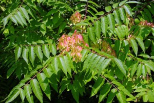 <i>Ailanthus altissima</i>, Tree of heaven