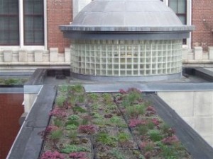 Manchester Greenroof 2
