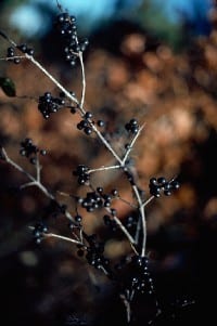 Common buckthorn berries IPANE