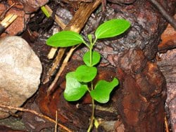 Common buckthorn seedling