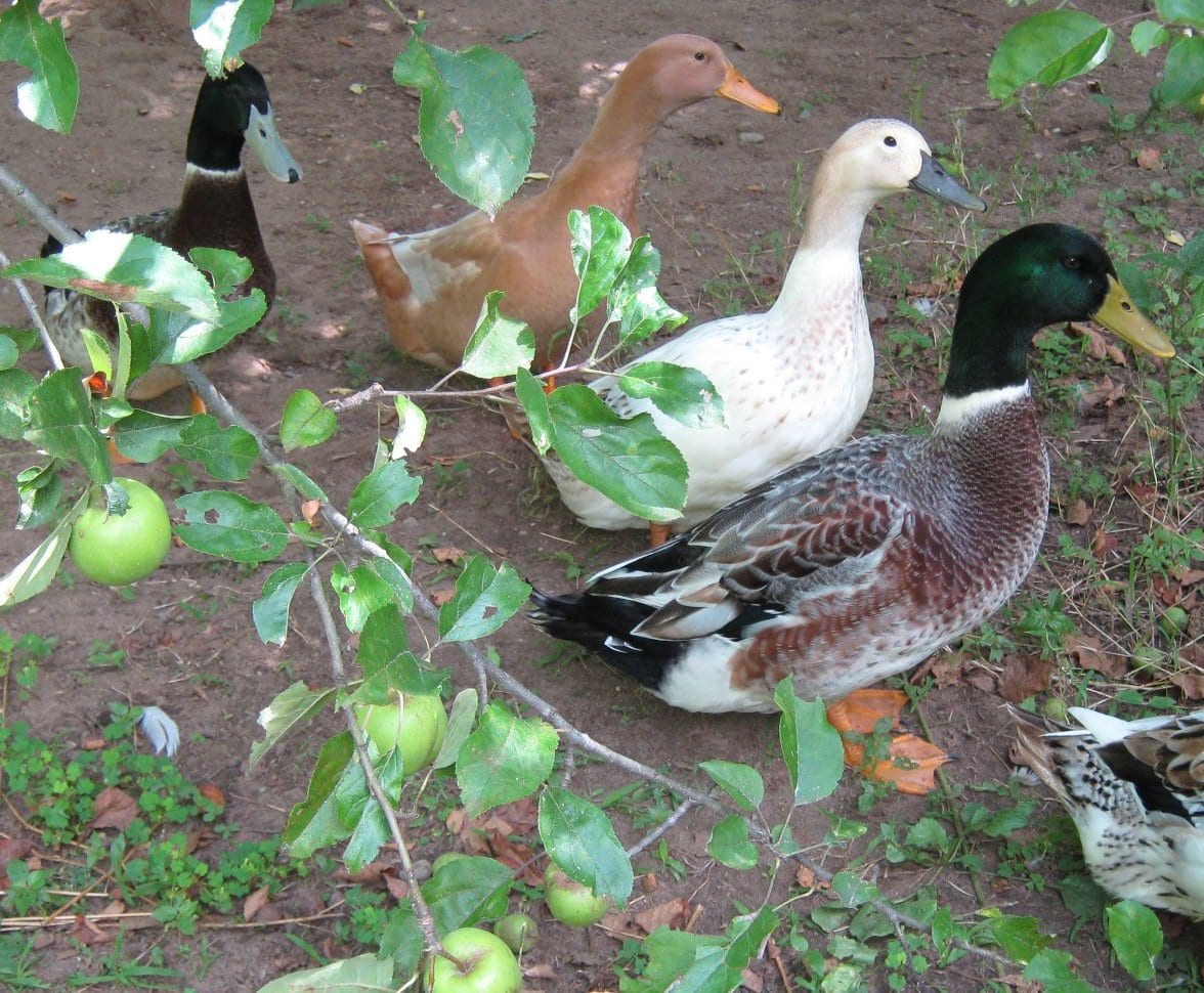 Pest Control Through Garden Ducks: Which Breeds to Select and When to Introduce