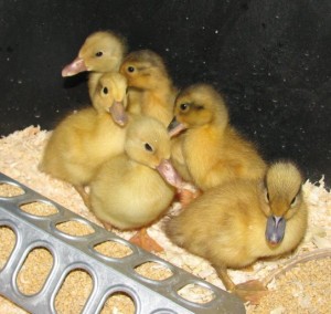 Ducklings 4 Days Old