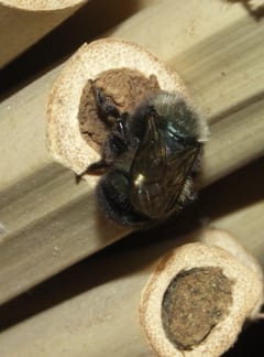Closeup-bee-closing-nest