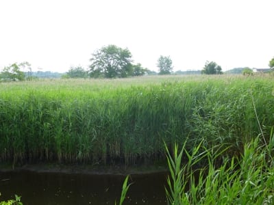 A tidal marsh complex shows signs of invasion by Phragmites.