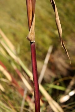 Native Phragmites stem