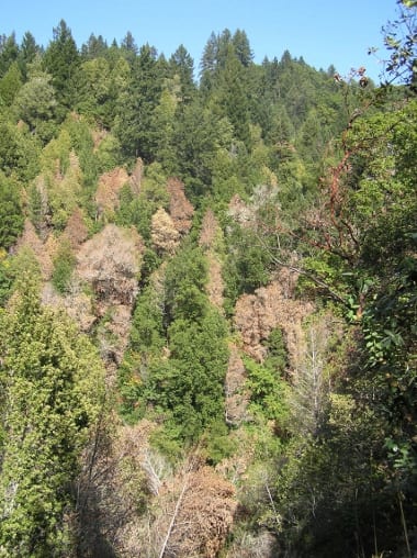 This coastal California forest shows many dying tanoaks. Photo by Susan Frankel, USDA Forest Service, Pacific Southwest Research Station.