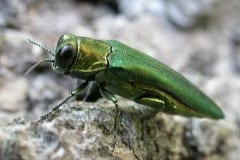 The Outsmart phone app helps you recognize and report invasive pests like the emerald ash borer.