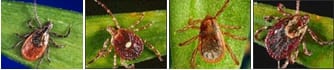 Figure 1. Ticks found in New England (L-R): black-legged (deer);, lone star, brown dog, and American dog ticks. Courtesy CDC 2013.