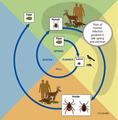 Figure 4. Tick life cycle. Courtesy CDC 2013.