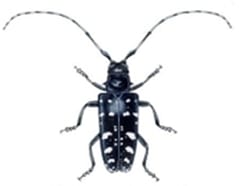 Everyone should keep an eye out for the Asian Longhorned Beetle, which continues to threaten New England trees.