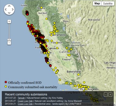 Online maps show the current known distribution of the pathogen in California. Photo from www.oakmapper.org.