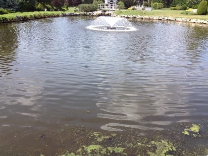 An irrigation pond located in the northeastern U.S. shows signs of algae growth.