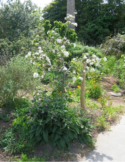 Greywater regulations in a few states allow use of greywater to irrigate plants such as this apple tree in California.