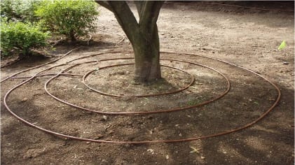 Drip lines configured over the root zone of a larger tree provides water throughout the root zone, while a single line runs by smaller shrubs in the same bed. Photo courtesy of Rain Rich Lawn Sprinklers, Greenlawn, NY.