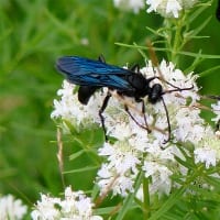Great black wasp on slender mountain mint