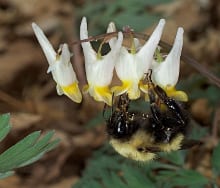 A queen bumblebee inserts her long proboscis into the tip of the flower of Dutchman’s breeches to obtain nectar.