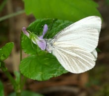 An early-flying spring butterfly, the West Virginia White, visits a flower of long-spurred violet (Viola rostrata).