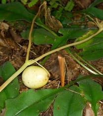 A ripe fruit of Mayapple has pulled the plant to the ground at the end of summer.