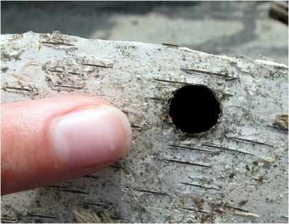 Exit hole left after the adult Asian Longhorned Beetle chews its way out of a tree.
