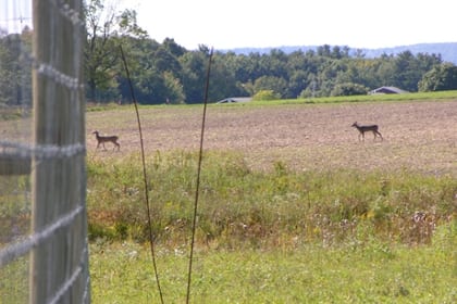 Deer appear ready to eat leafy, woody plants at Cornell's agricultural plots. The fenced exclosure, set up by Anurag Agrawal, is on the left.