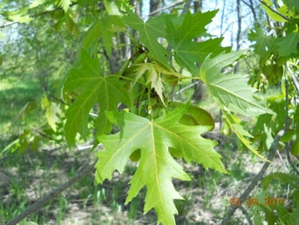 Silver maples dominate the floodplain forests along the Housatonic River.