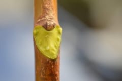 The lateral bud is not enclosed by the shield-shaped leaf scar.