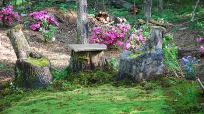 Dicranum cushions adorn moss thrones fashioned from hollow logs. Photo by Annie Martin, www.mountainmoss.com 