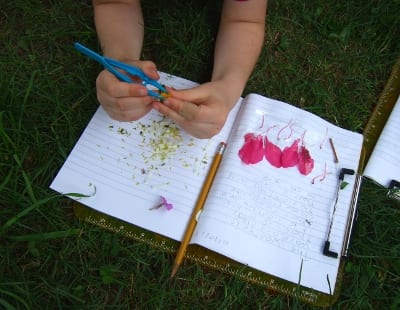 A Hancock second grader marvels at flower parts while dissecting them and recording her findings in a garden journal.