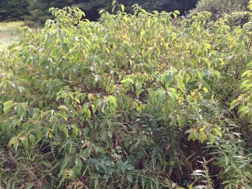Silky dogwood (Cornus amomum) provides excellent habitat for birds and animals.