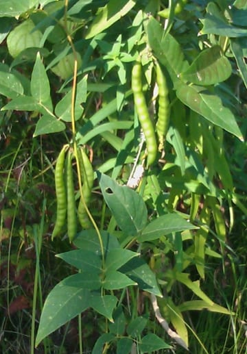 Both the beans and the peanut-like tubers of the groundnut are edible. Photo: Russ Cohen.