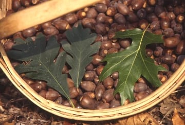 Acorns from oak trees with round-lobed leaves have lower levels of tannic acid making them easier to process into flour or meal suitable for baking. Photo: Russ Cohen.