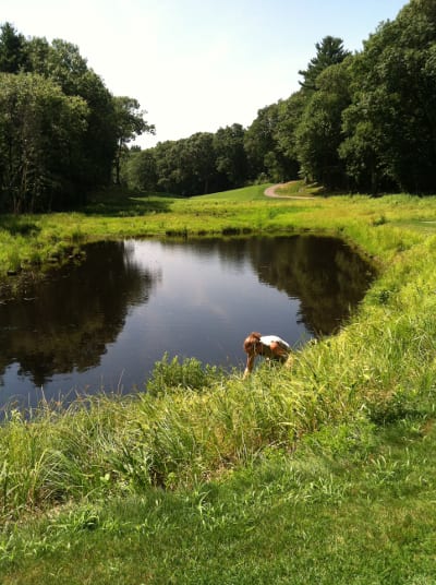 Looking across the pond and fairway, the golf course mows the wet meadow annually to keep out woody invasive plants.