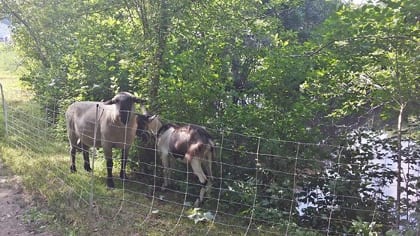 Permanent  fencing enclosed the West Street site, but an electrified net fence enclosed the goats in half-acre sections so they could graze down the plants.