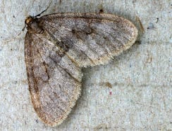 Adult male winter moth. Photo ©entomart