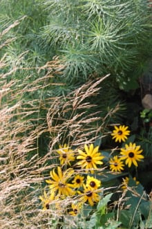 With more severe weather and a warmer climate, will plants such as Rudbeckia Goldsturm and Amsonia hubrectii continue to perform well in New England?