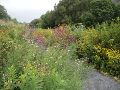 Planting a diversity of wildflowers with overlapping bloom periods will support pollinators throughout the season. Photo: Kelly Gill, The Xerces Society