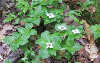 Plants such Cornus Canadensis (White Mountain shown here) have commonly grown throughout New England, but may become less common given a warmer climate.