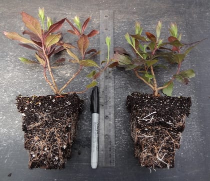 Nasami_RM: Bayberry (Morella caroliniensis) grown in RootMaker® brand root pruning plugs exhibiting beautiful root structure. Photo by Cayte McDonough