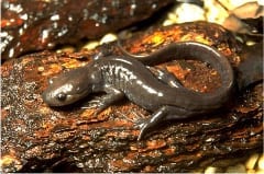 Jefferson Salamander.
