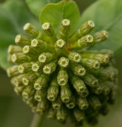 Asclepias viridiflora (green comet milkweed) is one herbaceous species that lends interest in the Native Flora Garden.