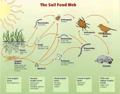 Many relationships existbetween soil food web plants, organic matter, and birds and mammals. Image courtesy of USDA Natural Resources Conservation Service. 