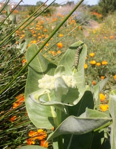 Asclepias speciosa with Monarch caterpillar with a background  of California poppies (Eschscholzia californica). Photo: Chris Lewis 