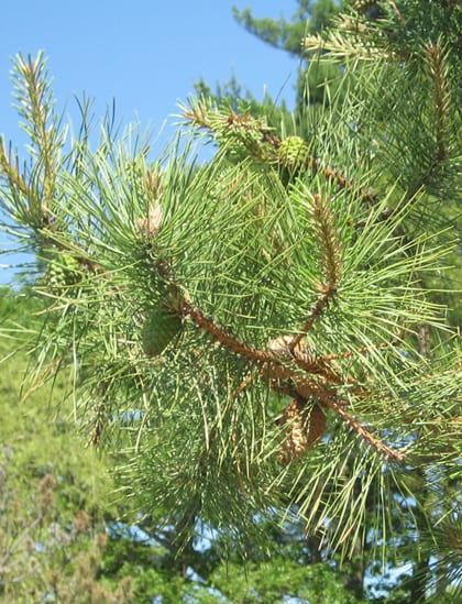 Pitch Pine (pinus rigida) took its place among the white pines at the shore.