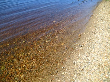 The clear, tea-colored waters of a typical healthy New England lake: colored by tannin from oaks and bog iron in the substrate.