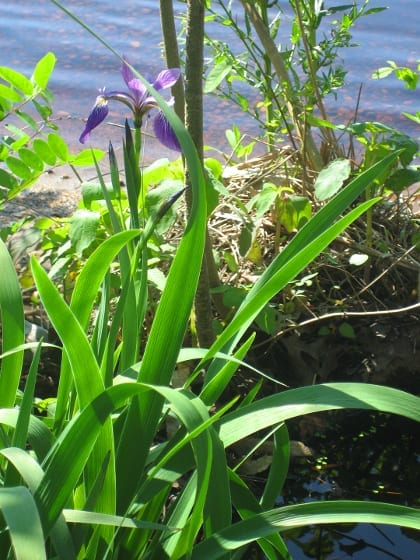 Where a culvert brings waters from nearby wetland to the lake, Blueflag Iris (Iris versicolor) has been the most successful planting.